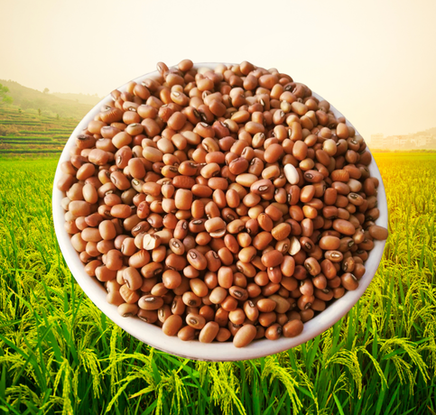 Cow Pea (Desi) from Sri Manteshwara Agro Industries